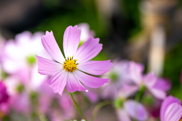 Fototapeta premium コスモスの花 秋のイメージ