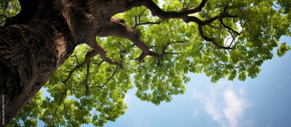 Poster looking up a tree. creative banner. copyspace image