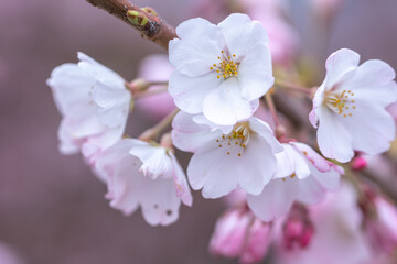 桜の花　春のイメージ
