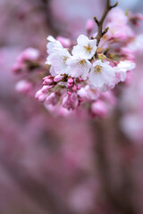 桜の花　春のイメージ