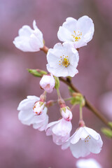 Fototapeta premium 桜の花 春のイメージ