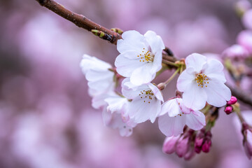 桜の花　春のイメージ