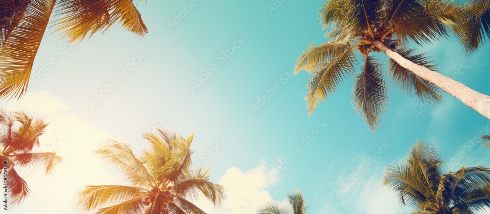 Poster summer background coconut trees view from below tropical photo background. creative banner. copyspac
