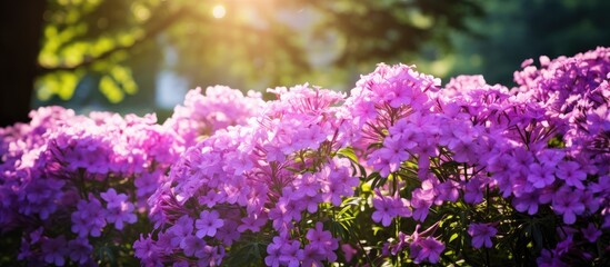 Obraz premium a field of purple phlox flowers in the sunshine. Creative banner. Copyspace image