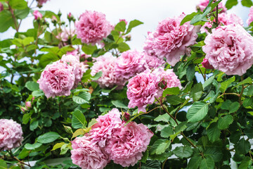 バラの花　マクロイメージ