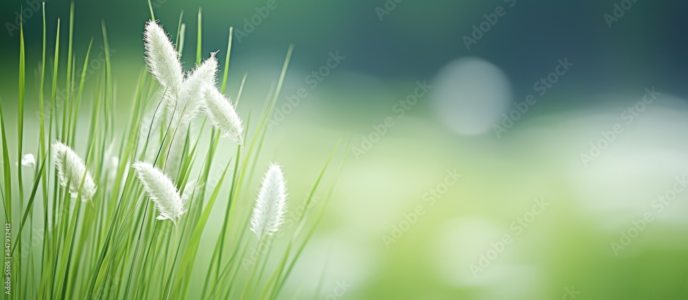 Aufkleber closeup natural scene of grass flower with blurred background green patterns. creative banner. copys