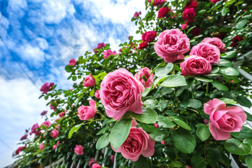 バラの花　マクロイメージ