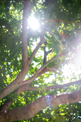 緑のモミジ　初夏のイメージ