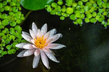 睡蓮の花と和風ビオトープ