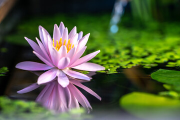 睡蓮の花と和風ビオトープ