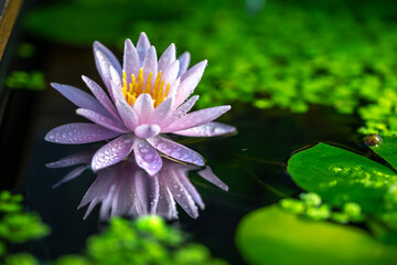 睡蓮の花と和風ビオトープ