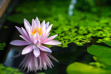 睡蓮の花と和風ビオトープ