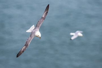 Northern Fulmar, Fulmarus glacialis, bird in flight over sea and cliffs, Bempton Cliffs, North Yorkshire, England