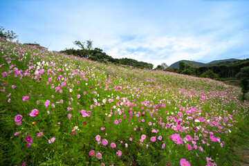 コスモス畑　秋のイメージ