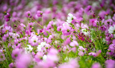 コスモス畑　秋のイメージ