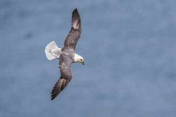 Northern Fulmar, Fulmarus glacialis, bird in flight over sea and cliffs, Bempton Cliffs, North Yorkshire, England