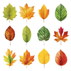 Collection of twelve autumn leaves in various colors and shapes, isolated on a black background.