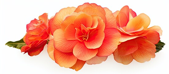 close up of Orange red Begonia Elatior flower on white isolated background. Creative banner. Copyspace image