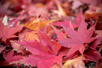 紅葉　秋のイメージ