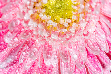 ガーベラの花　マクロイメージ