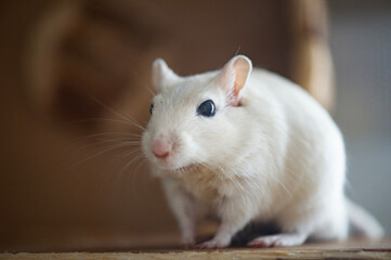 Rennmaus in ihrem Glashaus