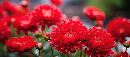Red xerochrysum bracteatum flowers on on a blurred background. Creative banner. Copyspace image