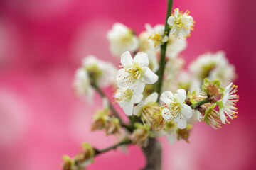 桜の花　春のイメージ