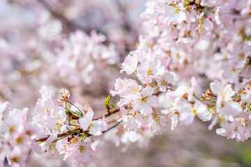 桜の花　春のイメージ