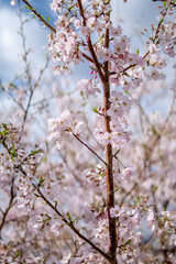 桜の花　春のイメージ