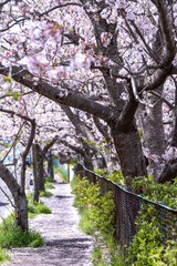 Fototapeta premium 桜のアーチ 春のイメージ
