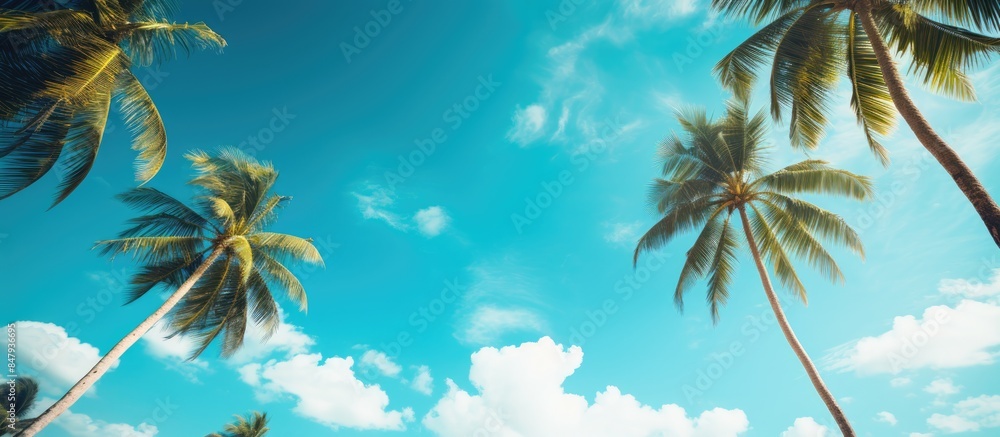 Poster summer background coconut trees view from below tropical photo background. creative banner. copyspac