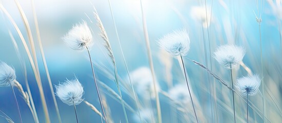 fresh blooming grass flower in garden in soft blue tone. Creative banner. Copyspace image