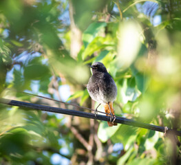 Black redstart, Phoenicurus ochruros. A male bird sits on an electric wire