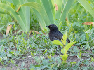 Black redstart, Phoenicurus ochruros. The male bird walks the ground, looking for prey