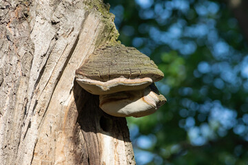 Fomitiporia robusta, Phellinus robustus. A mushroom grew on an old tree