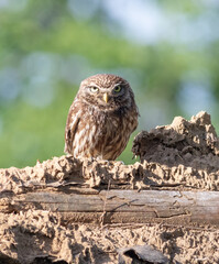 Little owl, Athene noctua. A bird sits on the ruins of an old house