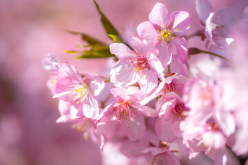 桜の花　春のイメージ