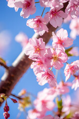 桜の花　春のイメージ