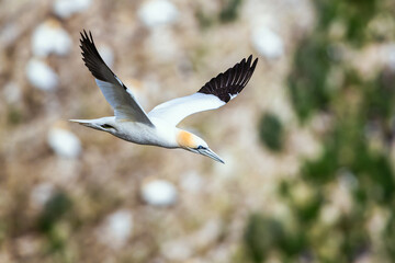 Northern Gannet, Morus bassanus, bird in fly, Bempton Cliffs, North Yorkshire, England