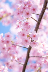 桜の花　春のイメージ