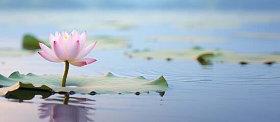 A lonely lotus in the calm water at the lotus theme park in Siheung si. Creative banner. Copyspace image