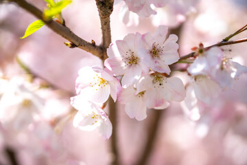 桜の花　春のイメージ