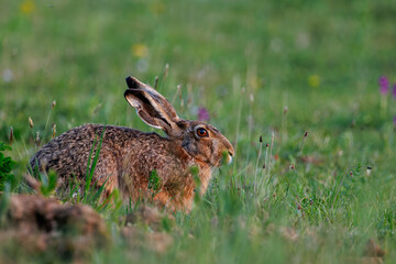 European hare (Lepus europaeus), hiding in the field.