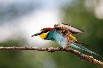 A beautiful European bee-eater bird in an aggressive position on a branch at sunset.