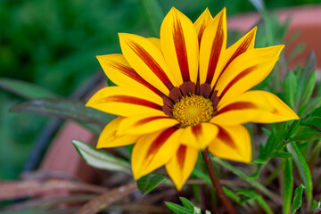 ガザニアの花　春のイメージ
