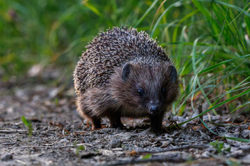 A cute little hedgehog setting out on its evening foray.