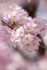 桜の花　春のイメージ