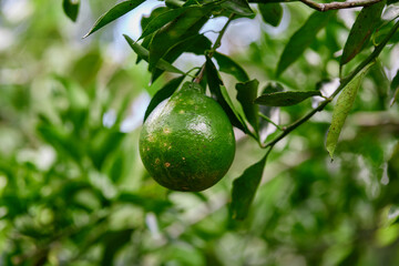 Close-up view of green Citrus reticulata Blanco or Neck Orange  hanging on tree branch