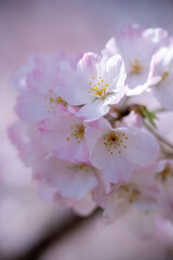 桜の花　春のイメージ