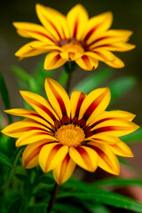 ガザニアの花　春のイメージ